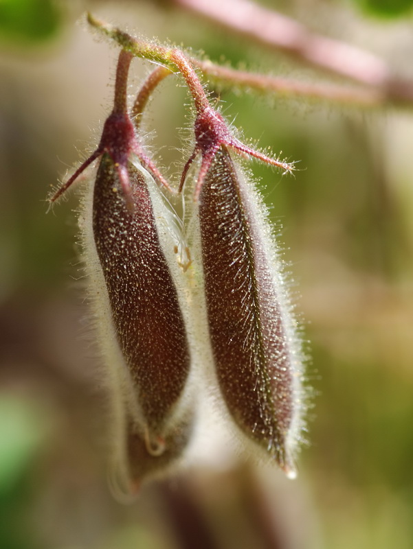 Ononis rotundifolia.07