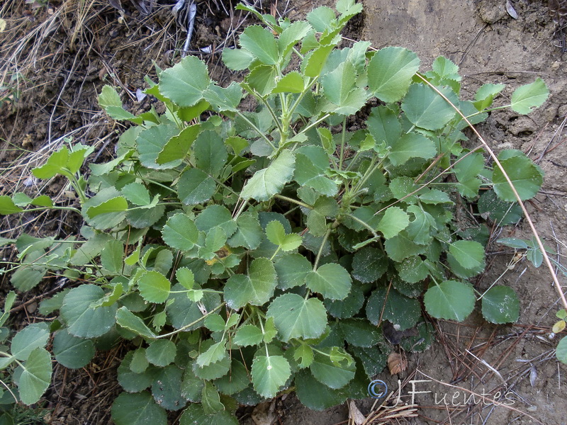 Ononis rotundifolia.10