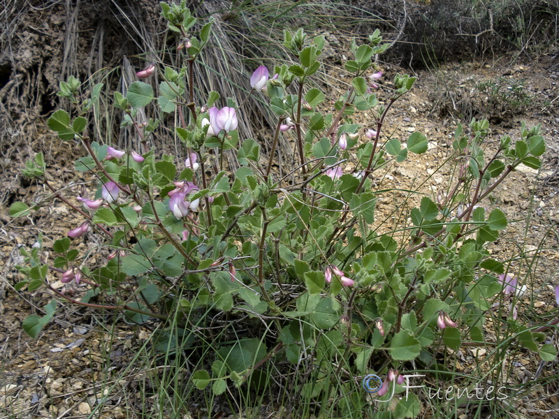 Ononis rotundifolia.12