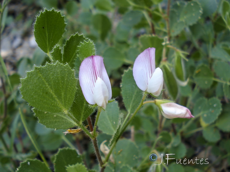 Ononis rotundifolia.16