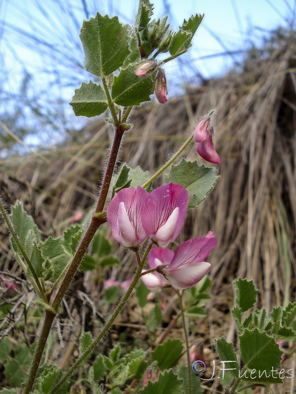 Ononis rotundifolia.17
