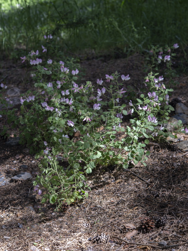 Ononis rotundifolia.24