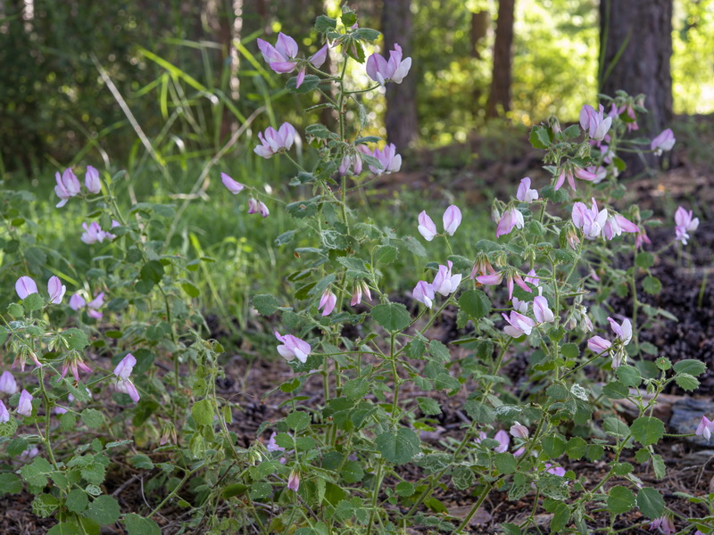 Ononis rotundifolia.25