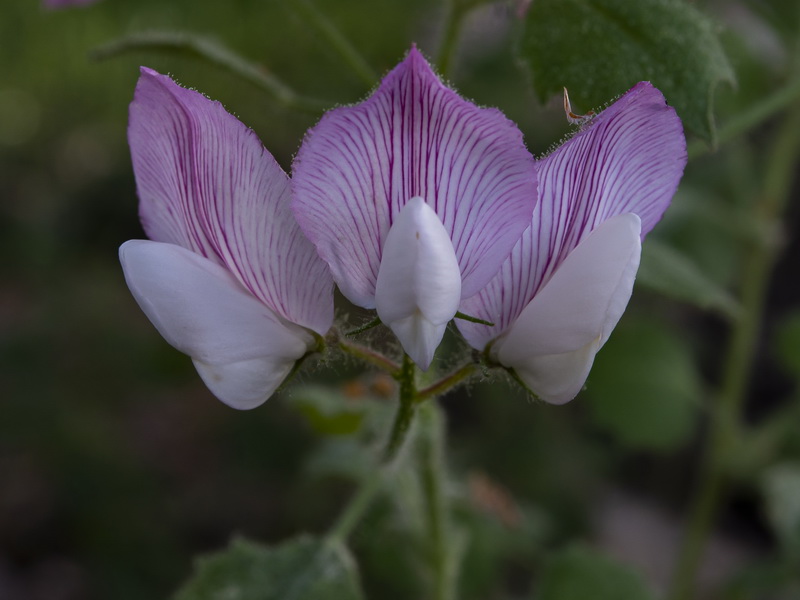 Ononis rotundifolia.32