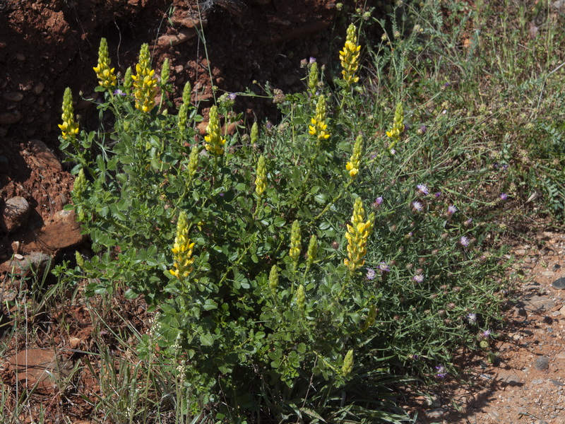 Ononis speciosa.02