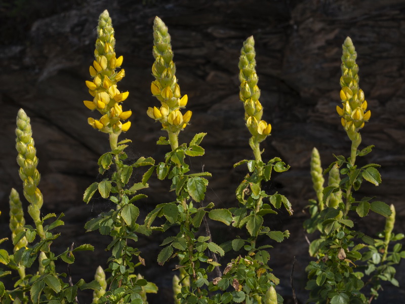 Ononis speciosa.06