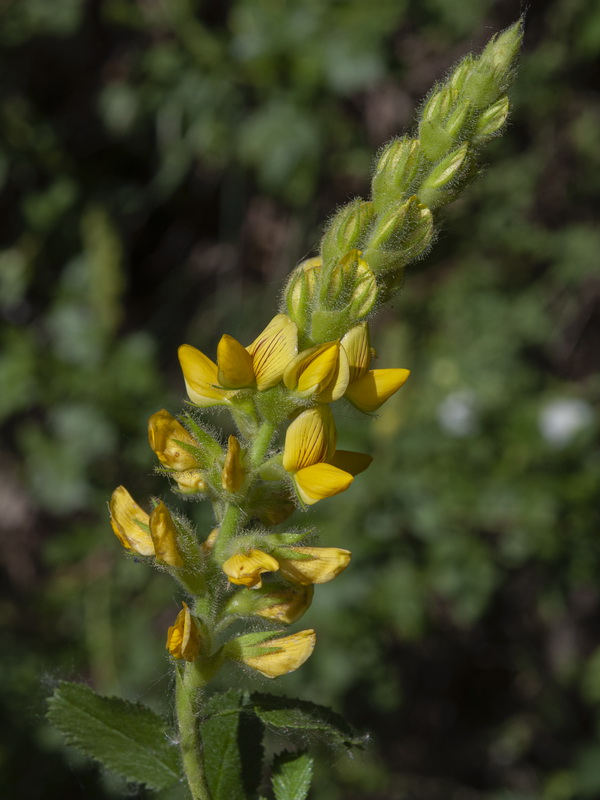 Ononis speciosa.13