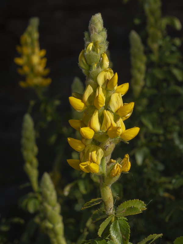 Ononis speciosa.15