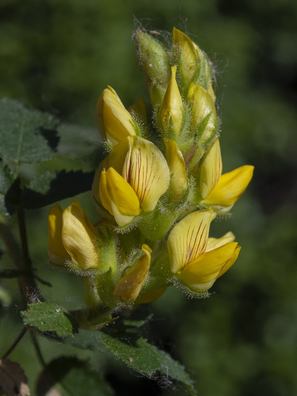 Ononis speciosa.16