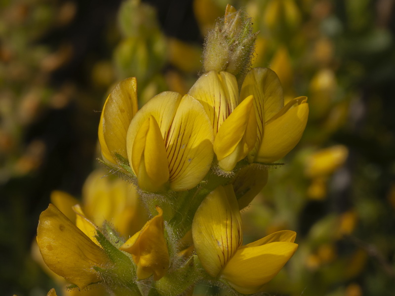 Ononis speciosa.20