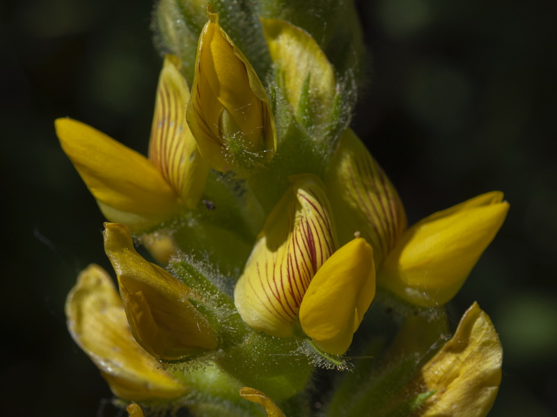Ononis speciosa.21