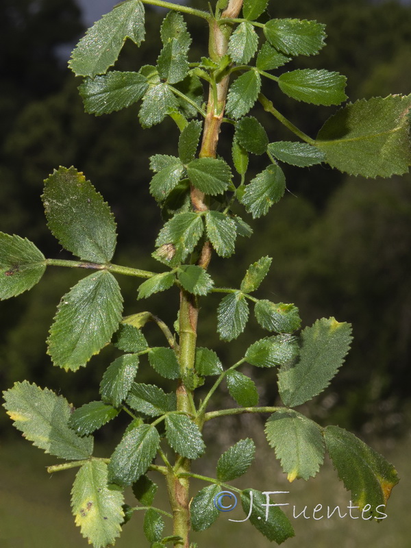 Ononis speciosa.24
