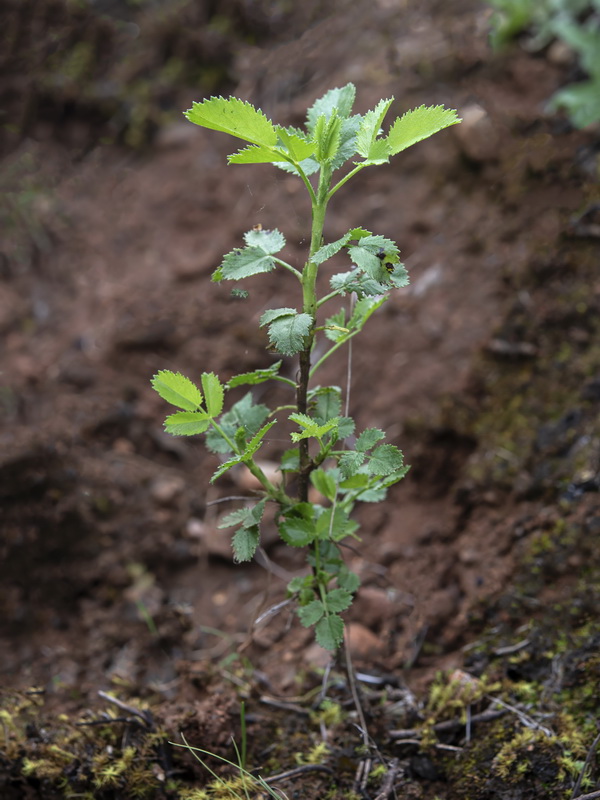 Ononis speciosa.26