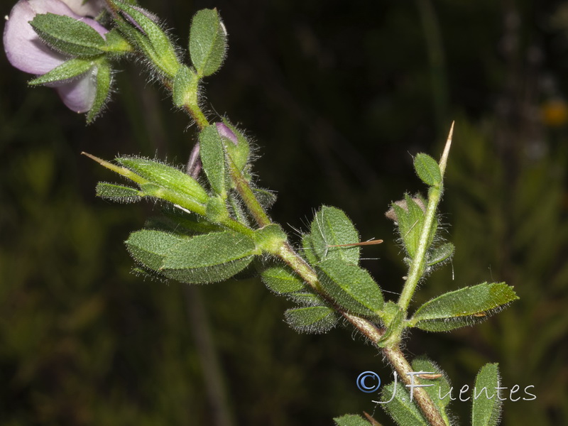 Ononis spinosa australis.01