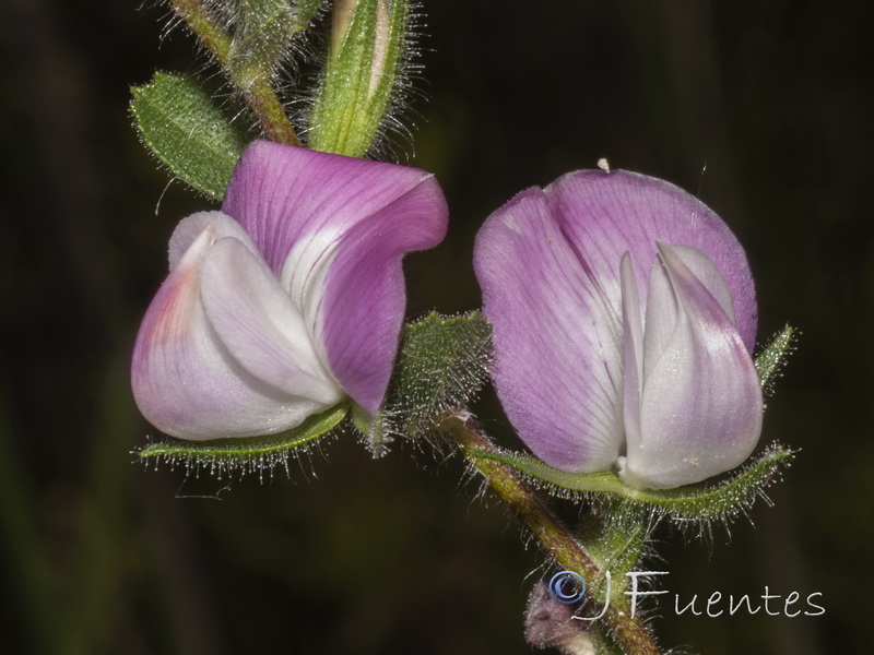Ononis spinosa australis.03