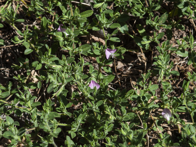 Ononis spinosa australis.04