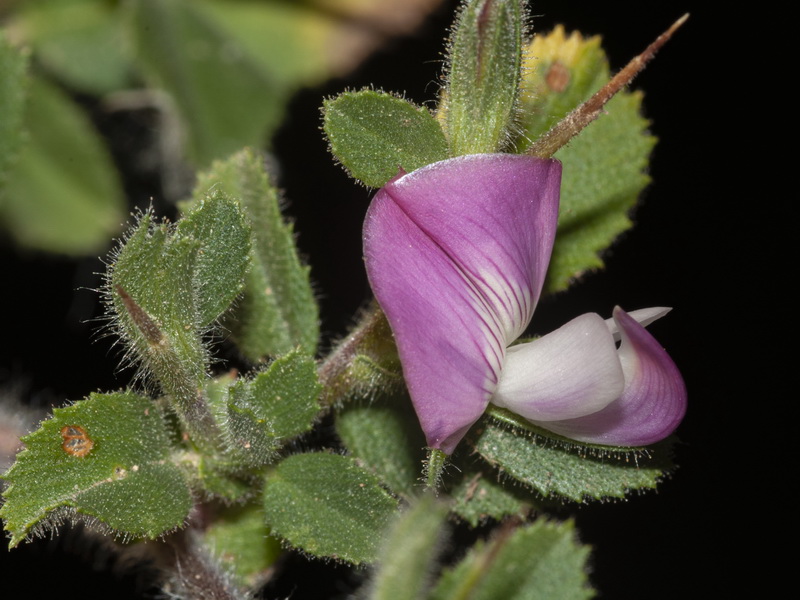 Ononis spinosa australis.09