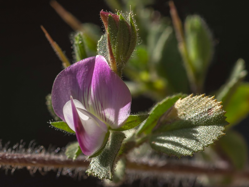 Ononis spinosa australis.11