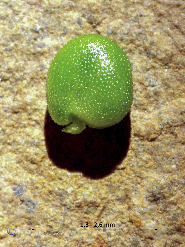 Ononis spinosa australis.15