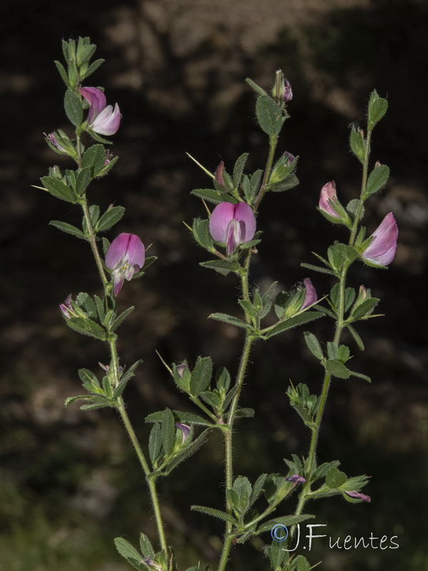 Ononis spinosa australis.16
