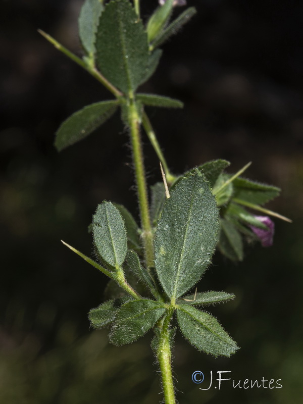 Ononis spinosa australis.08