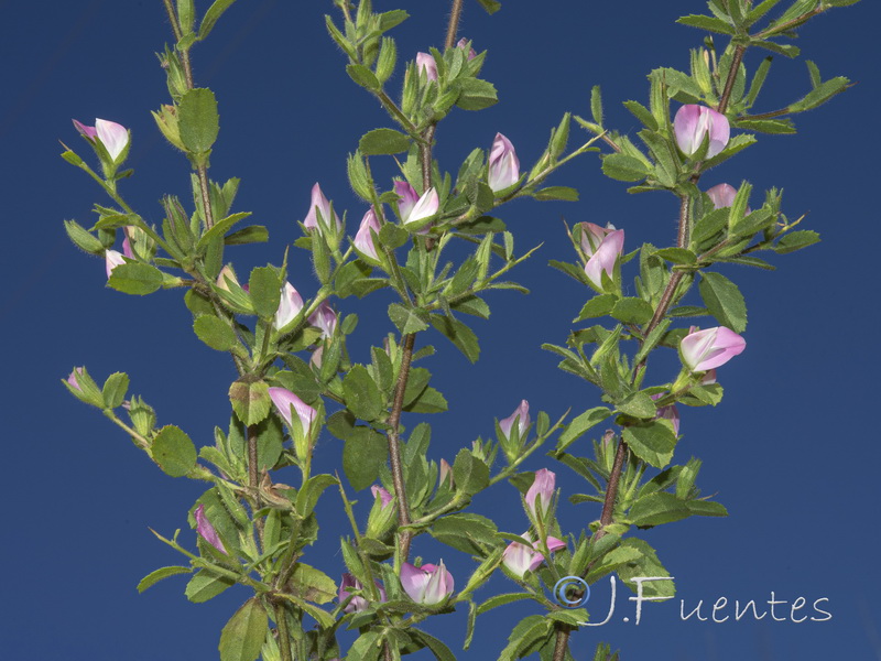 Ononis spinosa spinosa.12