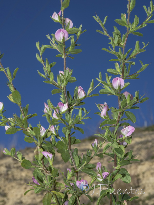Ononis spinosa spinosa.13