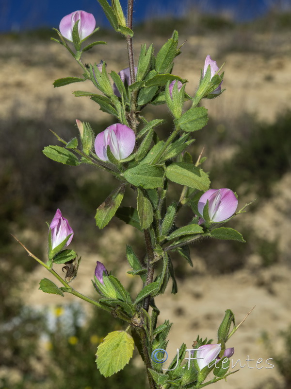 Ononis spinosa spinosa.14