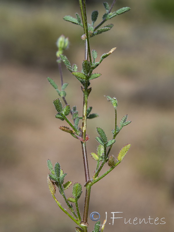 Ononis subspicata.03