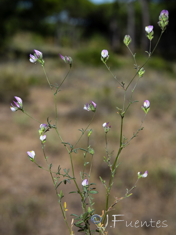 Ononis subspicata.05