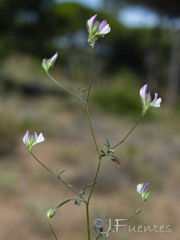 Ononis subspicata.08