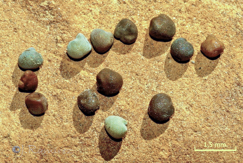 Ononis talaverae.36