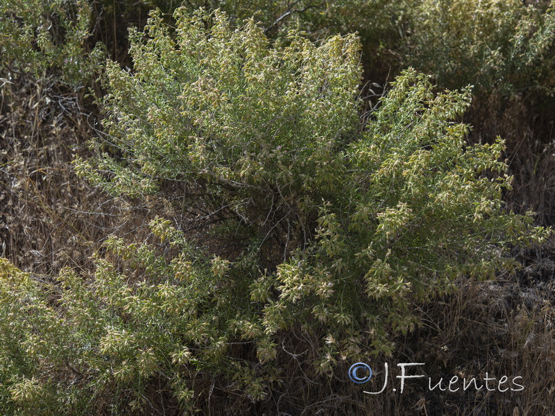 Ononis tridentata angustifolia.01
