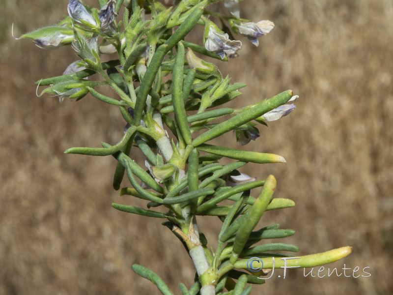 Ononis tridentata angustifolia.02