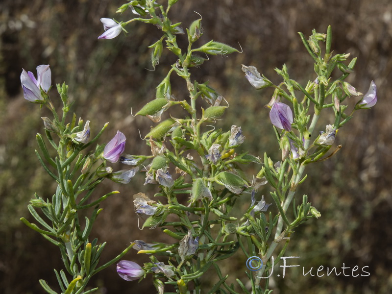 Ononis tridentata angustifolia.03