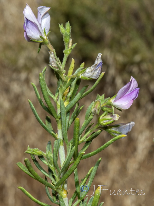 Ononis tridentata angustifolia.04
