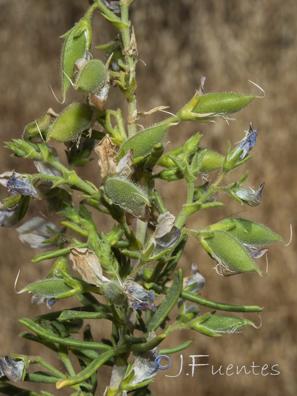 Ononis tridentata angustifolia.06