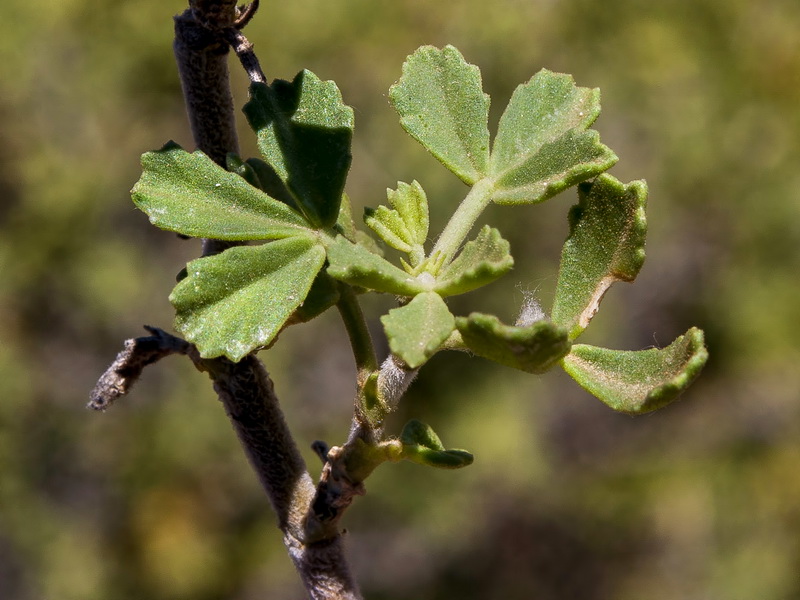 Ononis tridentata crassifolia.02