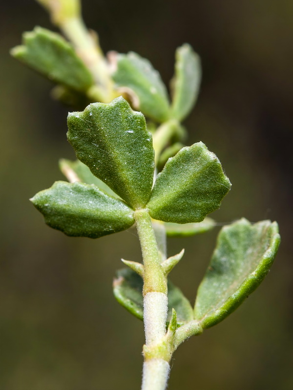 Ononis tridentata crassifolia.04