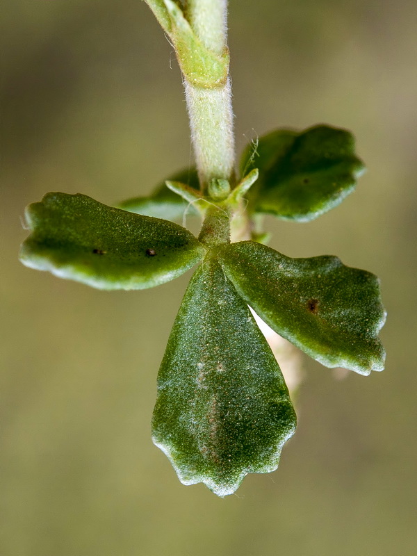 Ononis tridentata crassifolia.05