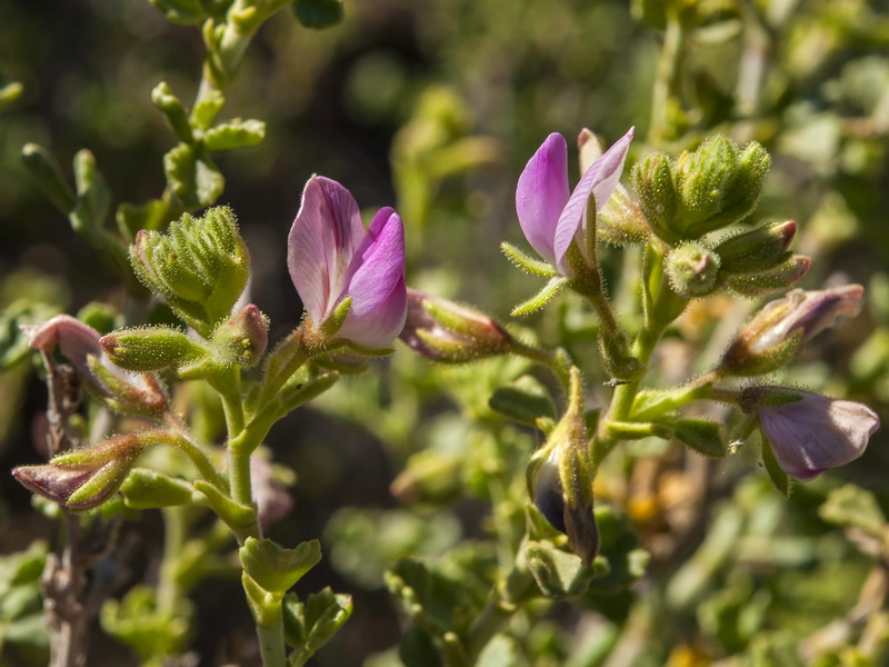 Ononis tridentata crassifolia.07