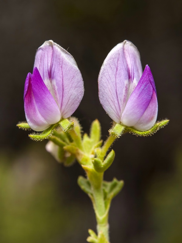 Ononis tridentata crassifolia.09