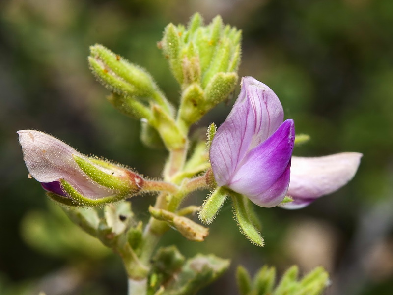 Ononis tridentata crassifolia.12