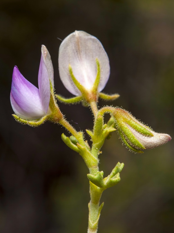 Ononis tridentata crassifolia.14