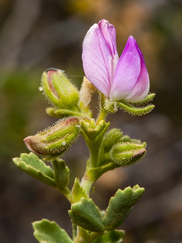 Ononis tridentata crassifolia.15