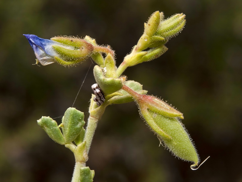 Ononis tridentata crassifolia.16