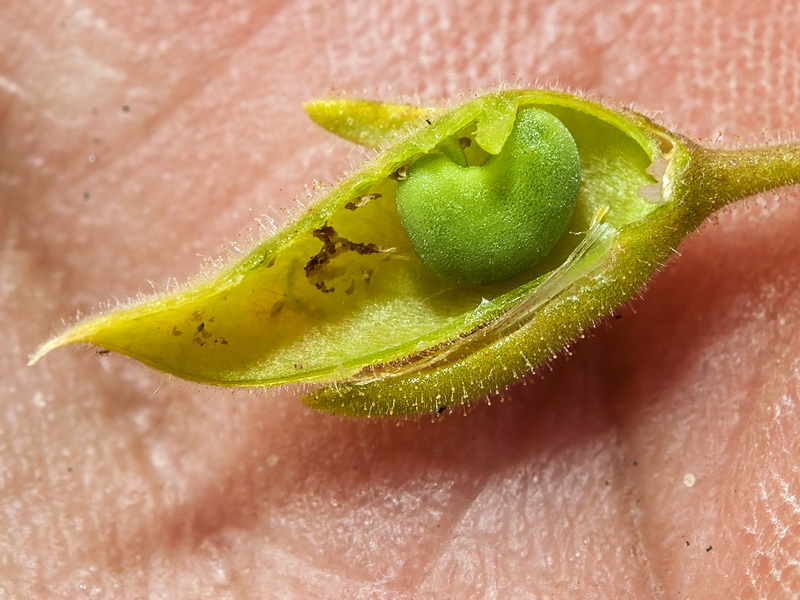 Ononis tridentata crassifolia.19