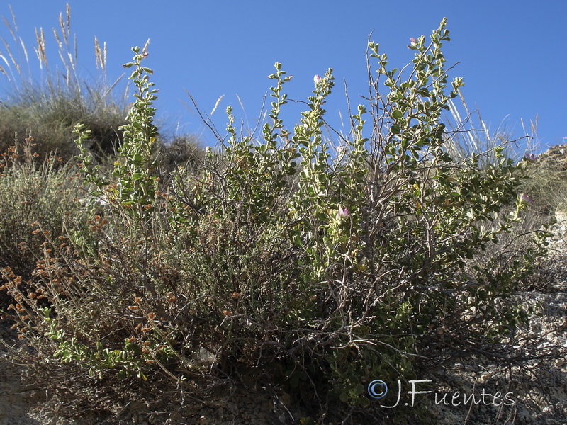 Ononis tridentata crassifolia.20