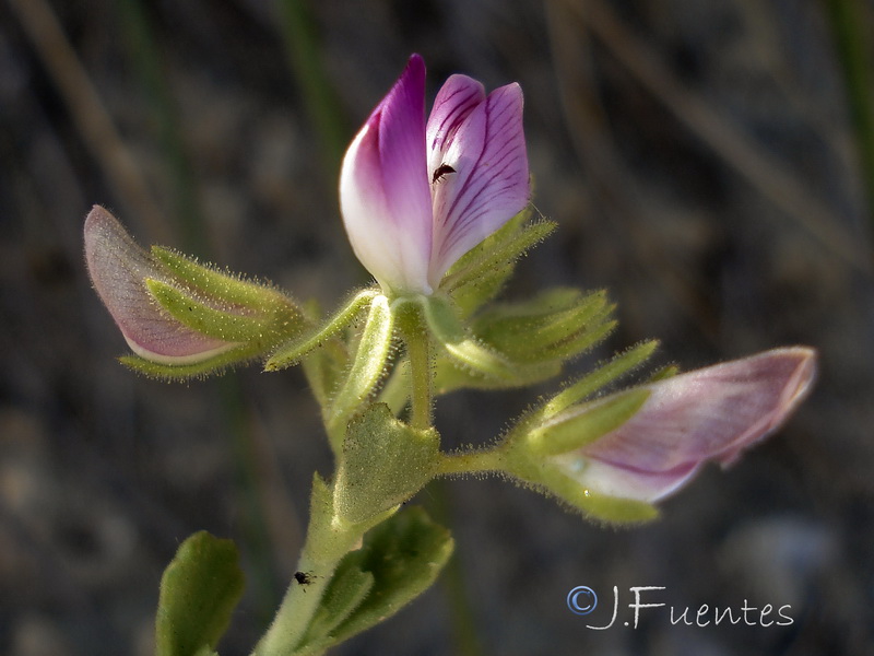 Ononis tridentata crassifolia.23