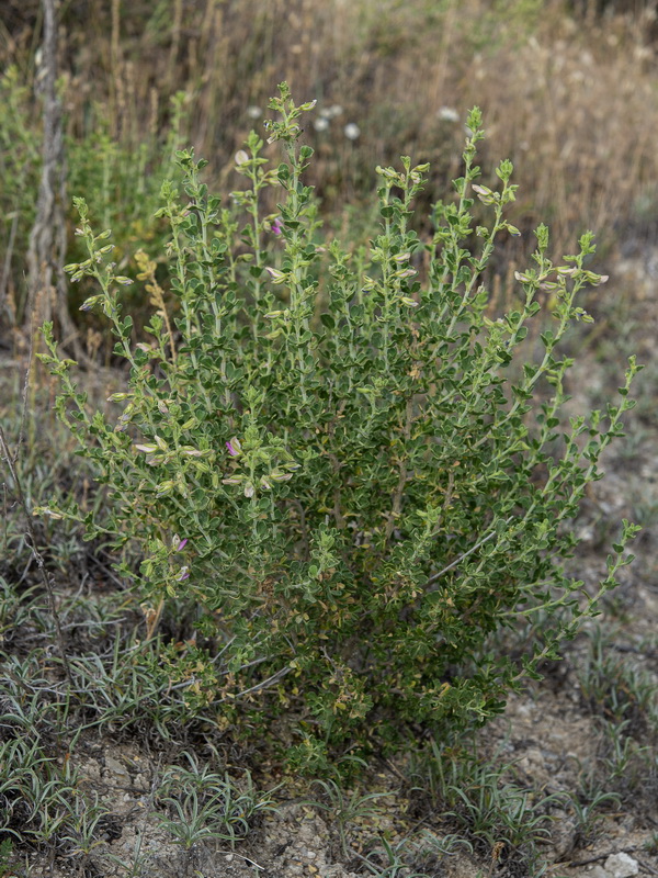Ononis tridentata crassifolia.20